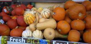 Danforth-gourds-2008-fall-2